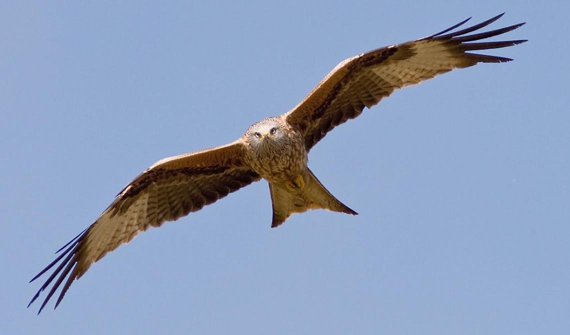 Lagopesole, domani torna in volo un nibbio reale