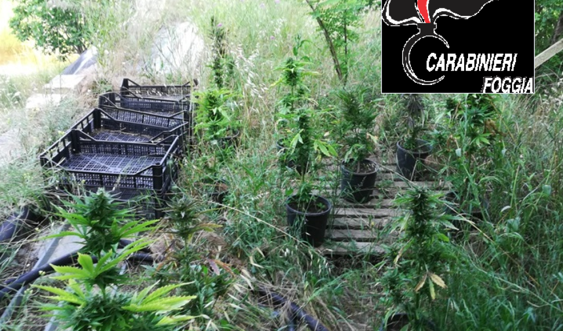 Trinitapoli, tra i carciofi spunta una piantagione di marijuana 