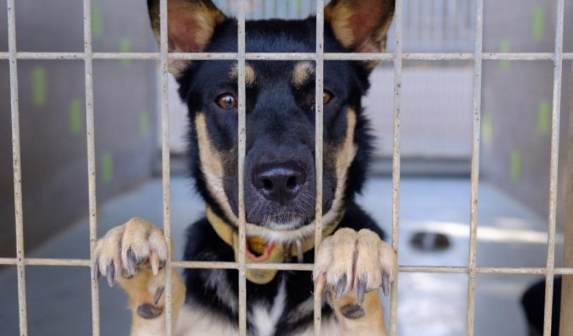 Vietri di Potenza, esenzione Tari per chi adotta un cane