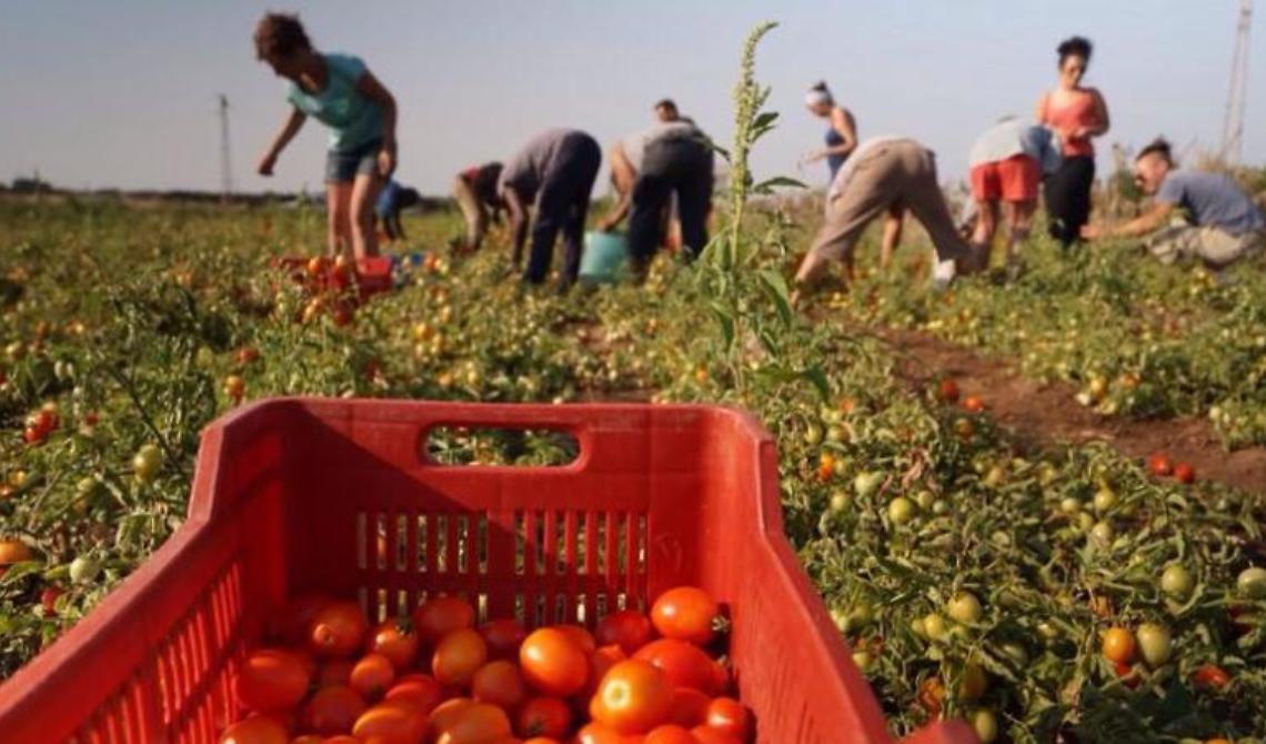 Caporalato, Lovecchio (M5S): «Nessuna giustificazione per gli imprenditori agricoli foggiani arrestati»