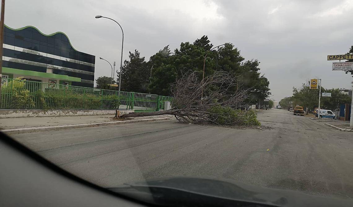 Allerta maltempo su 7 regioni, a Foggia cadono già gli alberi