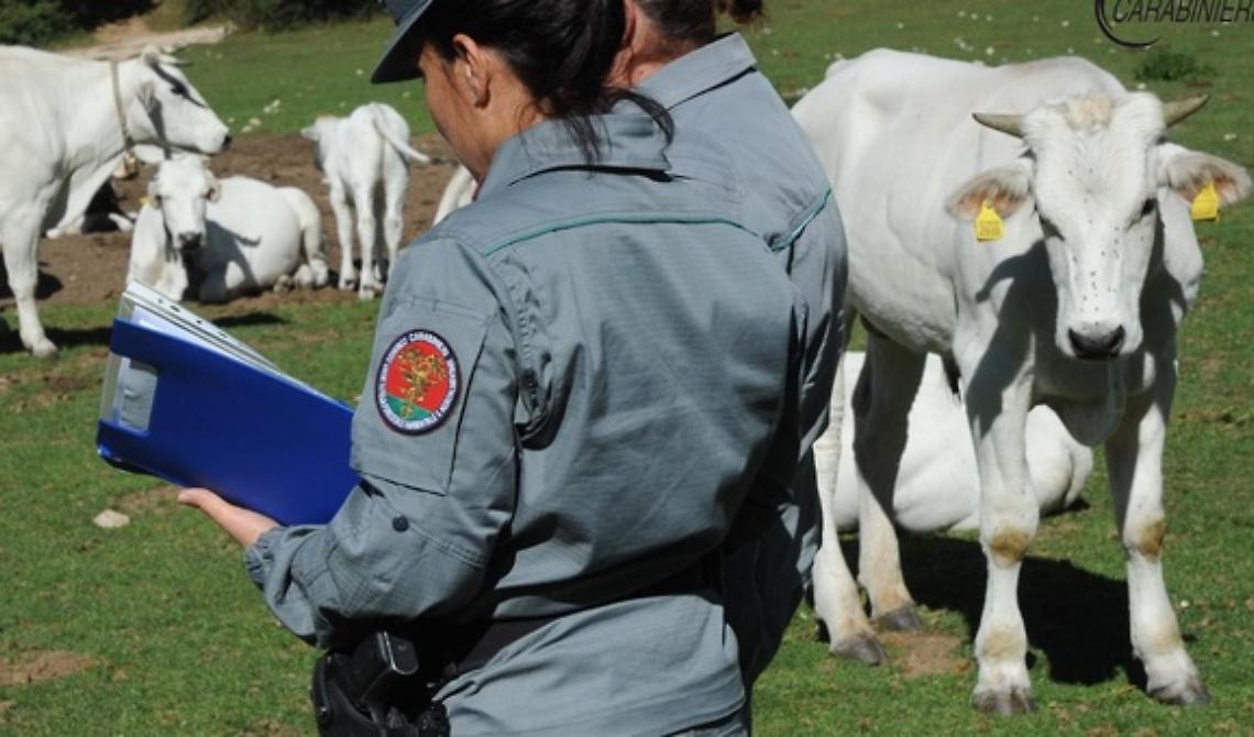 Da Vieste a Barisciano, in Abruzzo, per pascolare abusivamente 170 bovini