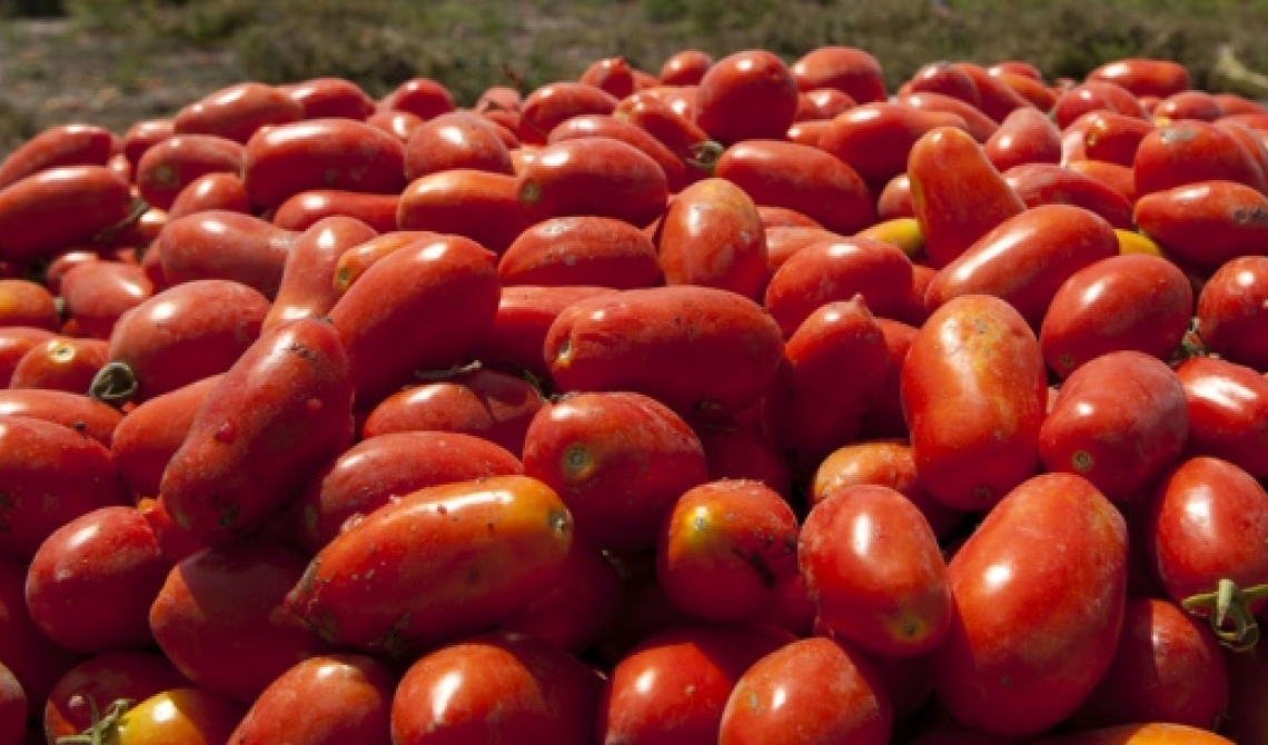 Parte di slancio la campagna per la raccolta dell'oro rosso in Basilicata