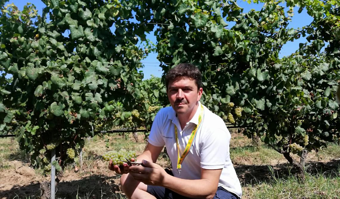 Parte la vendemmia: produzione in calo del 15% in Puglia ma regge Foggia