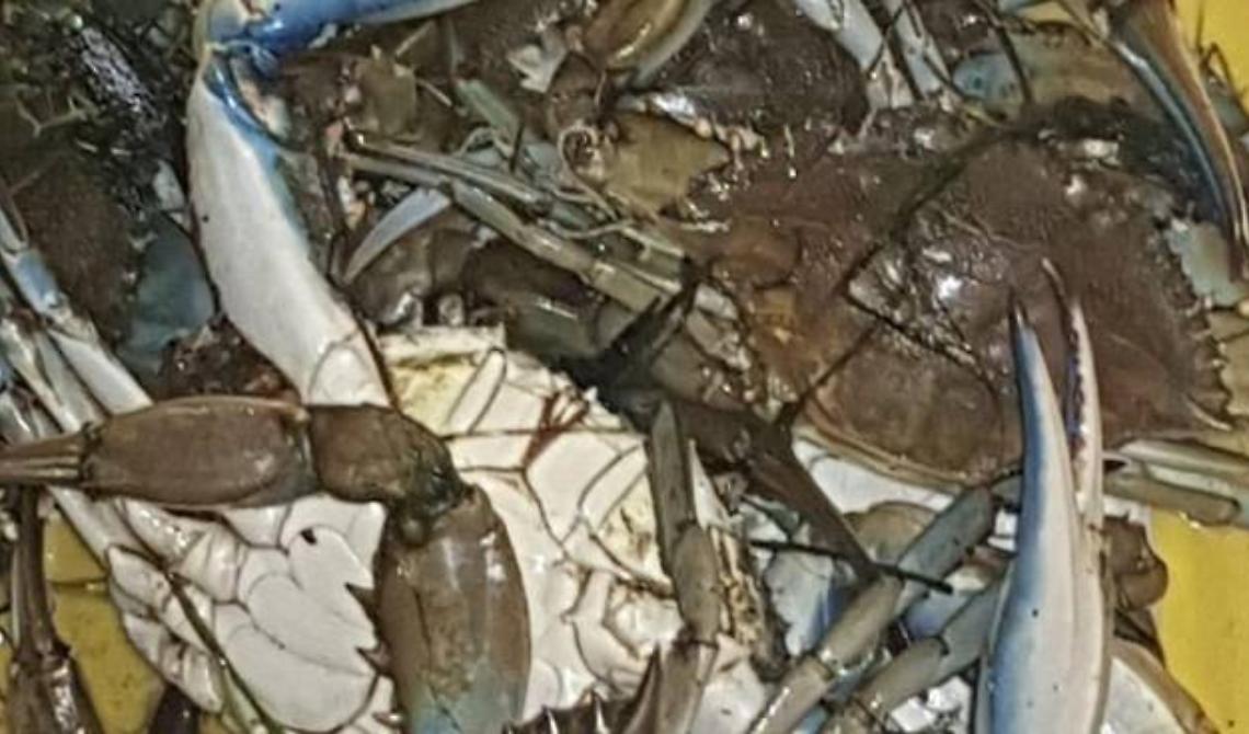 Sorpresi a pescare granchi e specie marine protette, multati cinesi a Policoro