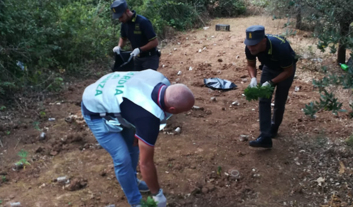 San Nicandro Gargano, la GdF sequestra una piantagione di canapa indiana: due arresti