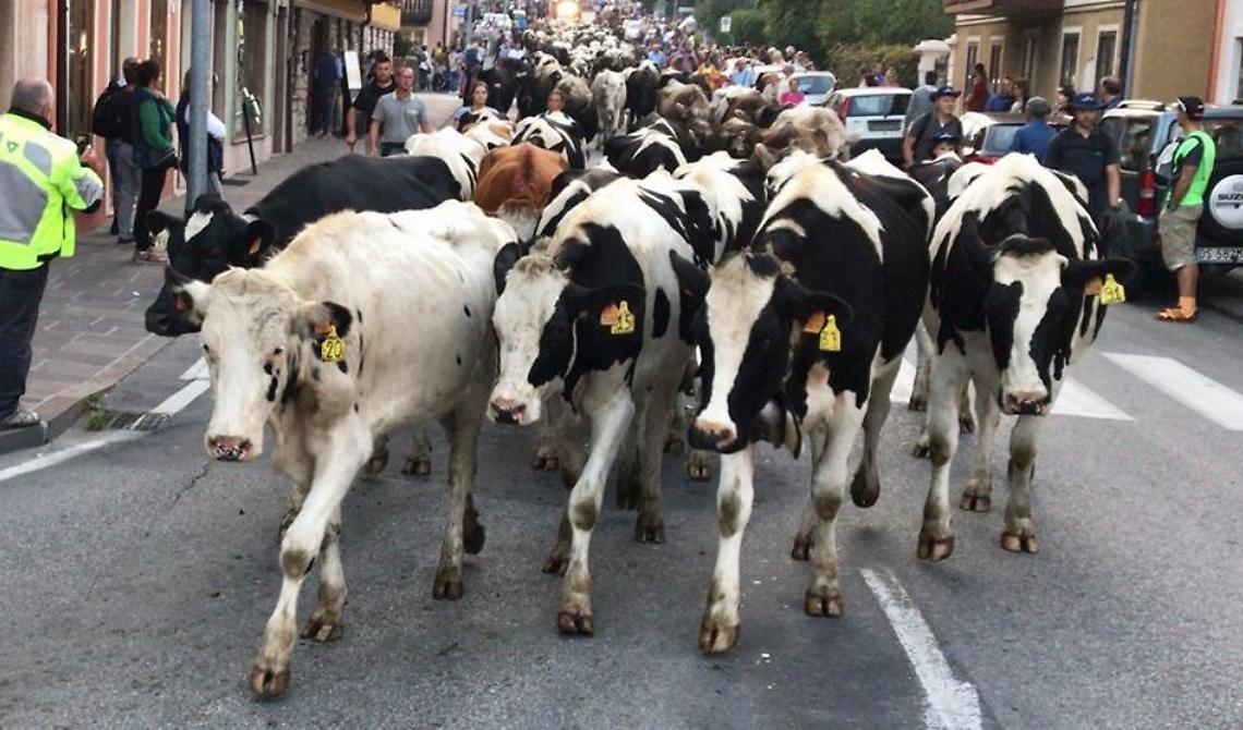 Festa degli aquiloni e della transumanza, emanata un'ordinanza a Matera