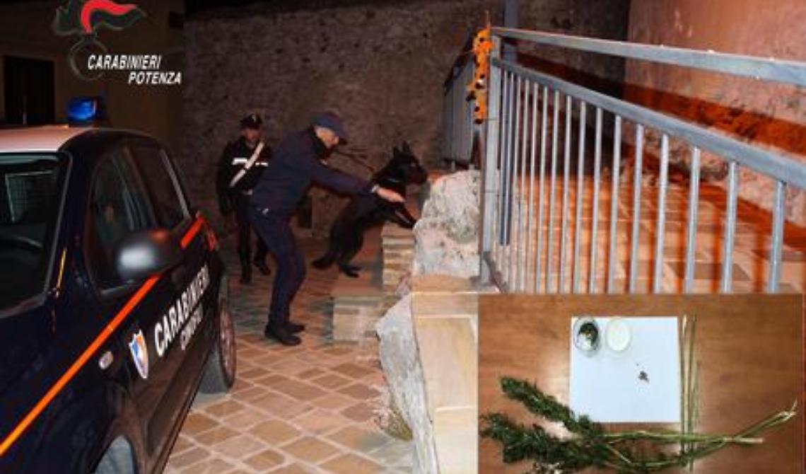 Coltiva marijuana in casa: arrestato 48enne a Francavilla in Sinni