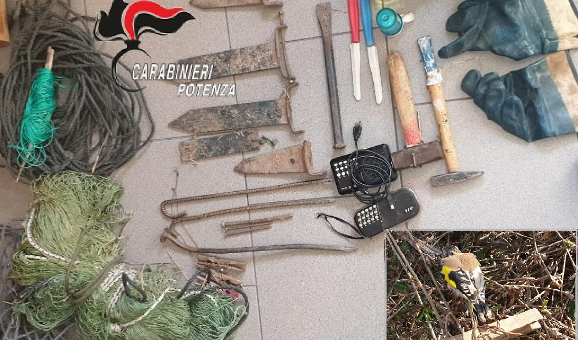 Sorpreso a Villa d’Agri mentre catturava cardellini: denunciato per "bracconaggio"