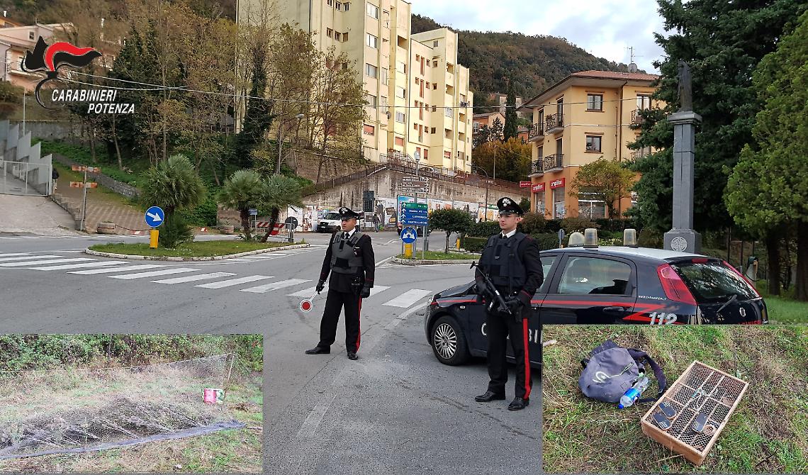 Sorpresi a catturare cardellini a Lauria, denunciati per “bracconaggio” 