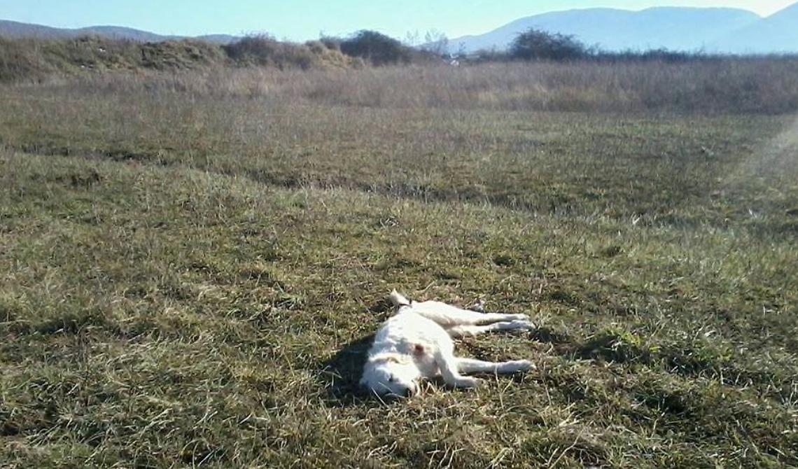 Buttate le chiavi per questo agricoltore delinquente che ha ucciso a fucilate un cane