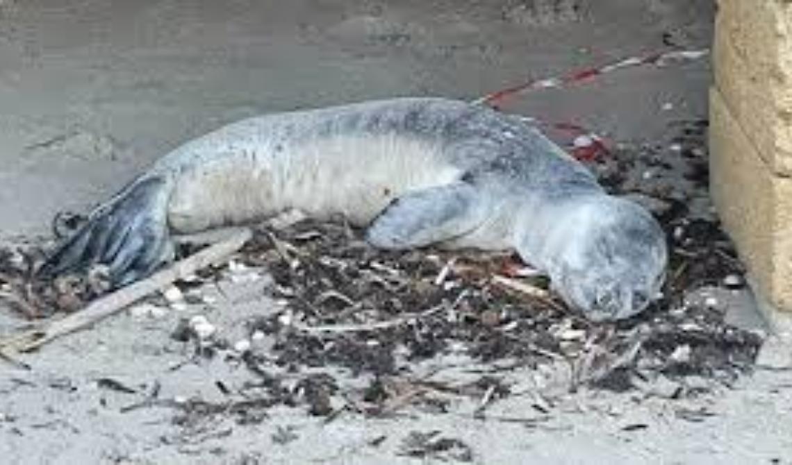Il cucciolo di Foca monaca morto nel brindisino in esame all'Istituto Zooprofilattico di Foggia 