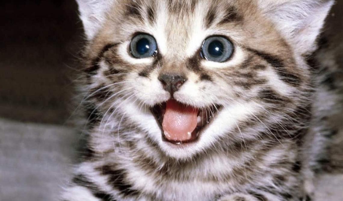 E' la festa del gatto, da Enpa una guida per adottarlo e prendersene cura