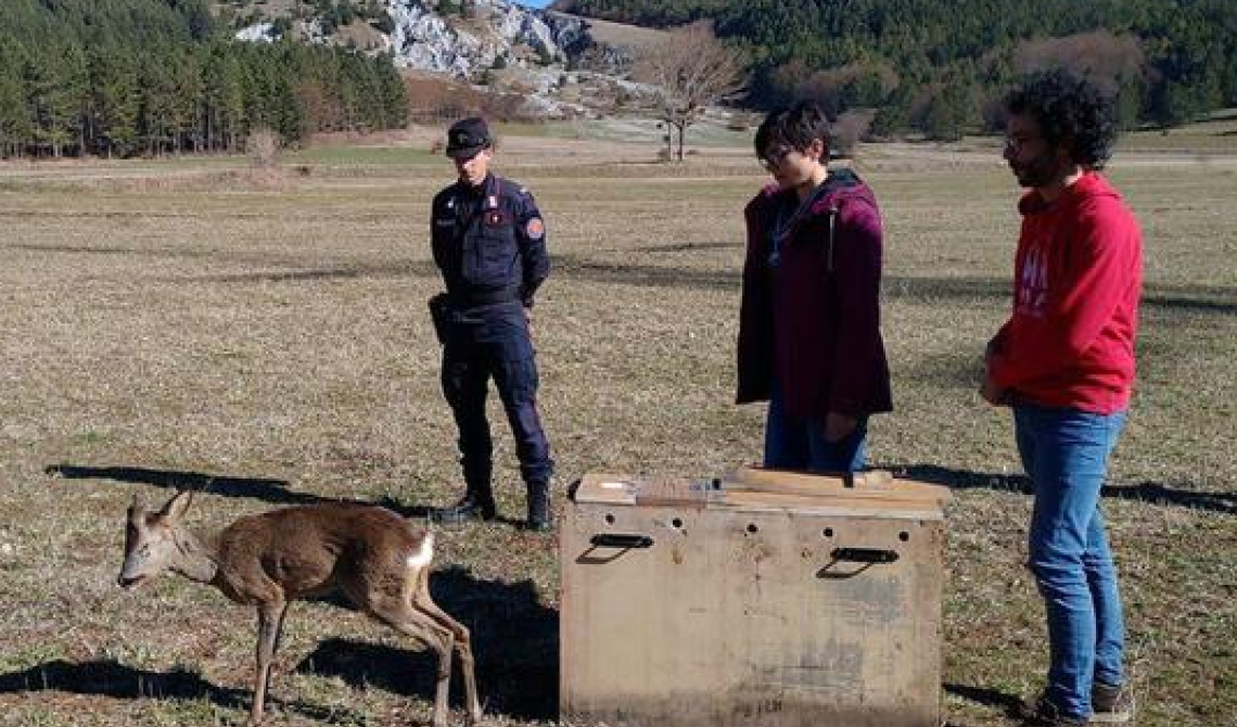 Curato al Cras di Policoro il capriolo investito: ora è toranto in libertà sul Pollino