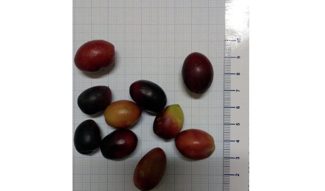 Migliaia le aziende lucane che si dedicano alla coltura delle olive: i dati sulla diffusione delle otto varietà