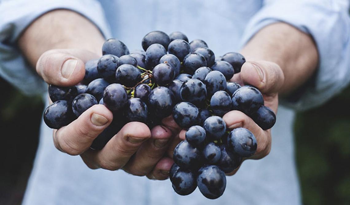 Vino, Puglia e Basilicata vincono la battaglia sul Primitivo: quello siciliano non avrà l'etichetta