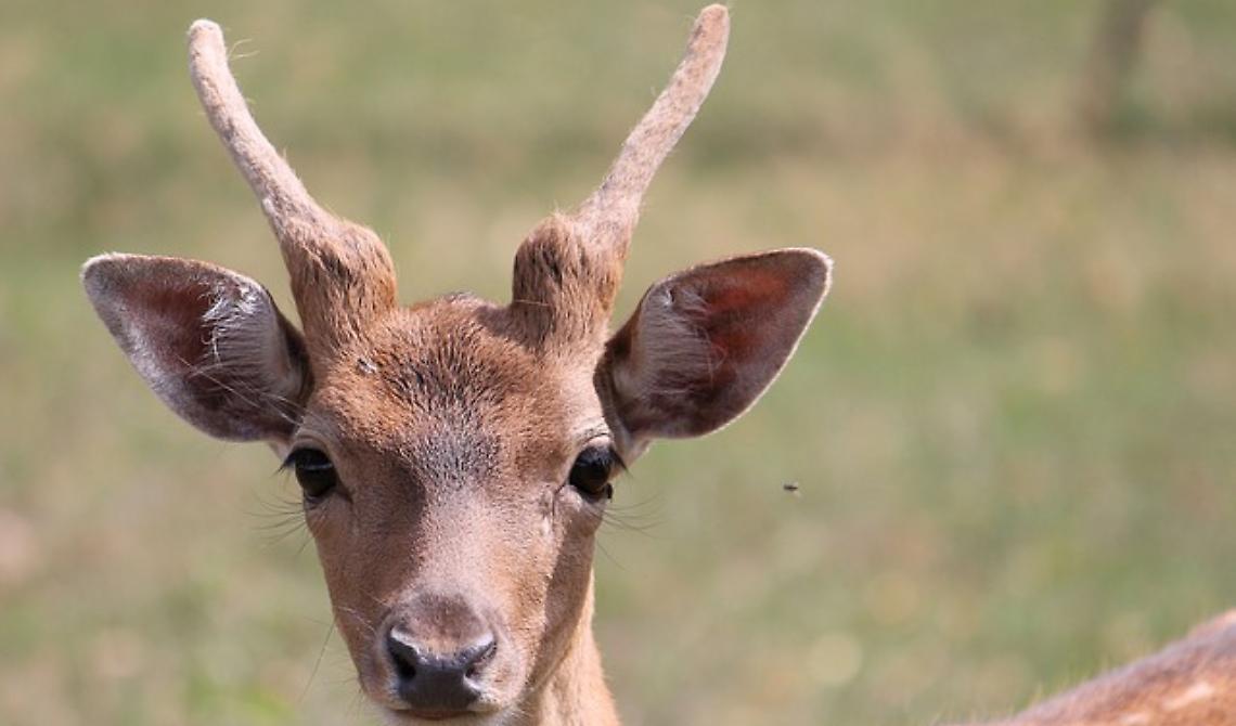  Pollino: cucciolo di capriolo investito da un trattore salvato e curato 