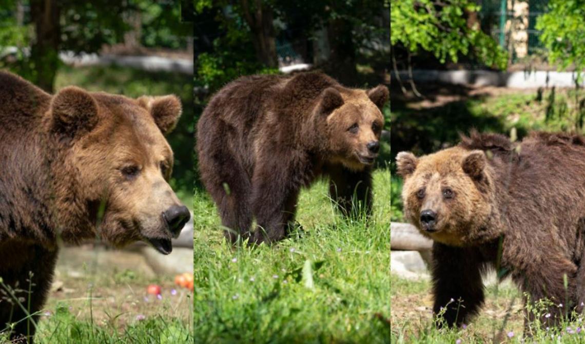 Trovano casa nel Parco Nazionale d'Abruzzo tre orsi maltratti in un circo della Lituania