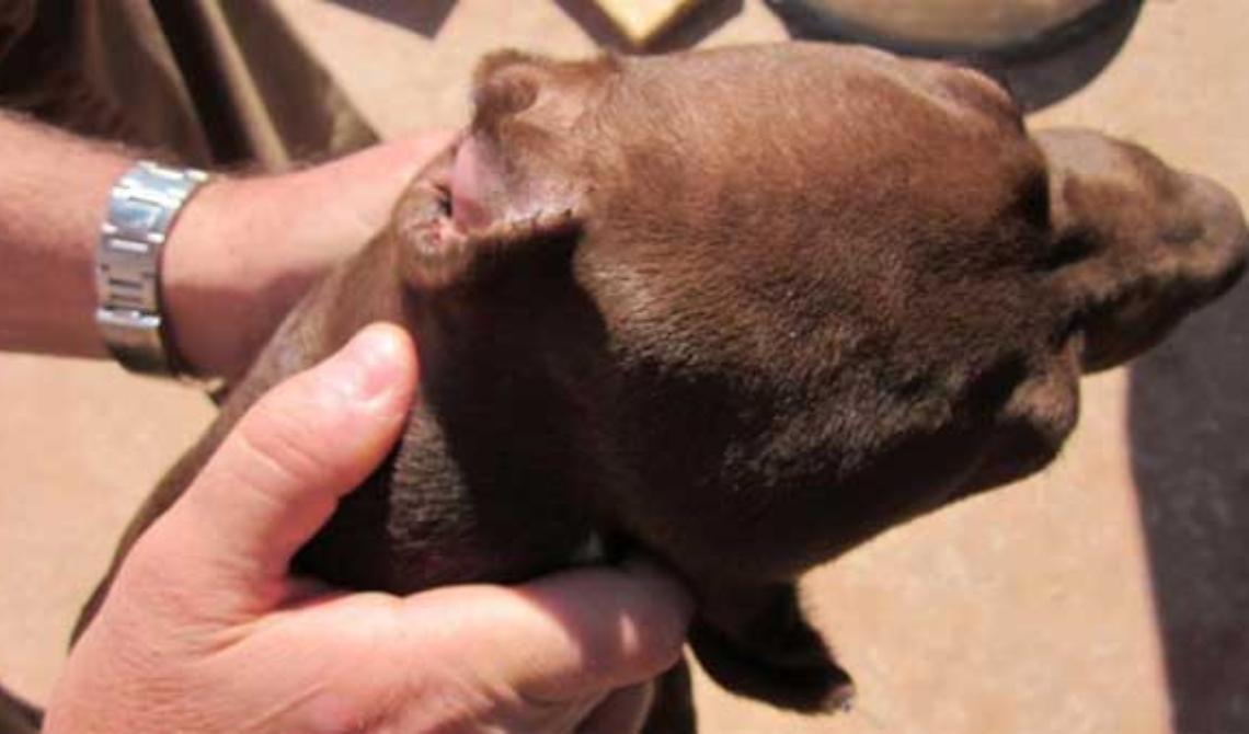 Medico generico di Firenze si divertiva a tagliare orecchie ai Pittbull su certificazioni falsificate di un veterinario di Foggia