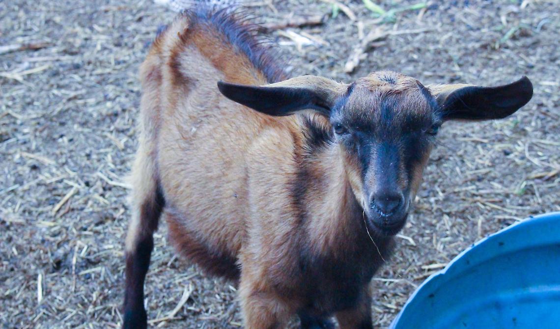 Foggia sempre più dalla parte degli animali