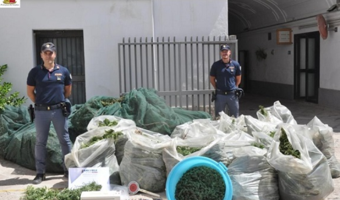 San Severo, 4 arresti per la coltivazione di 7mila piante di marijuana: avrebbero fruttato 600mila euro