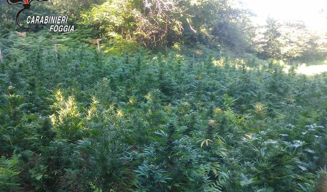 Sul Gargano dalle sconfinate piantagioni di cannabis, i Carabinieri ne scoprono un'altra da mezzo milione di euro