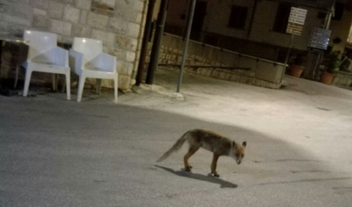 Piccolo Molise dal grande cuore: un intero paese, Miranda, adotta la volpe affamata