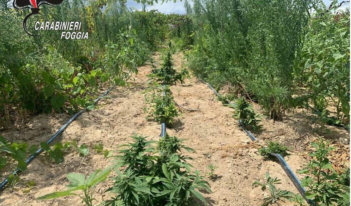 I Carabinieri scoprono una foresta di marijuana nel vigneto "La Fica" di Trinitapoli