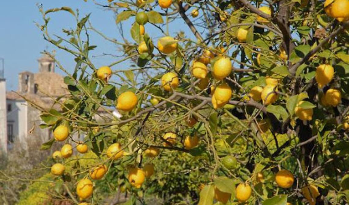 Dalla lenticchia di Altamura al limone "femminella" del Gargano, ecco la Puglia che celebra la giornata del creato
