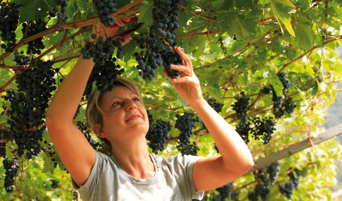 Ottima vendemmia in Puglia ma il Veneto ci batte per quantità