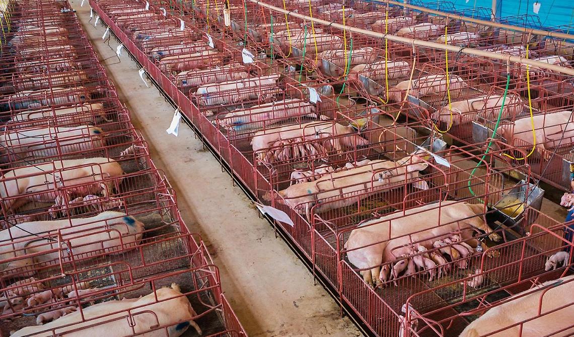 Il Covid, gli animali e il salto dell'incoscienza umana