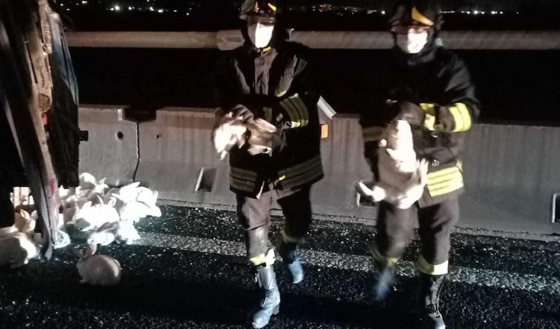 Autotrasportatore di Foggia "perde" il rimorchio sull'autostrada A14, in fuga 10mila conigli