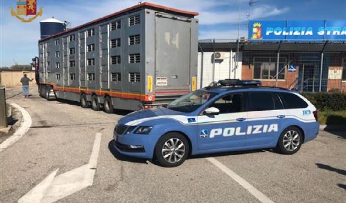 Agnelli ammassati e senz'acqua diretti in Puglia, fermati dalla Polizia stradale nel Bolognese con multe per 15mila euro