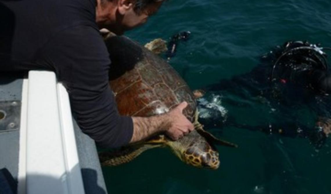 Anche UniFg nella rete Adriatico-Ionica per il soccorso alle tartarughe marine: nel 2020 ne sono state salvate 682
