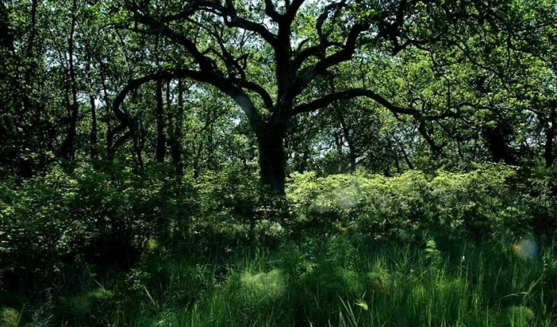Le roverelle del Bosco dell'Incoronata di Foggia e la farnia di Policoro entrano nell'albo d'oro degli alberi monumentali italiani