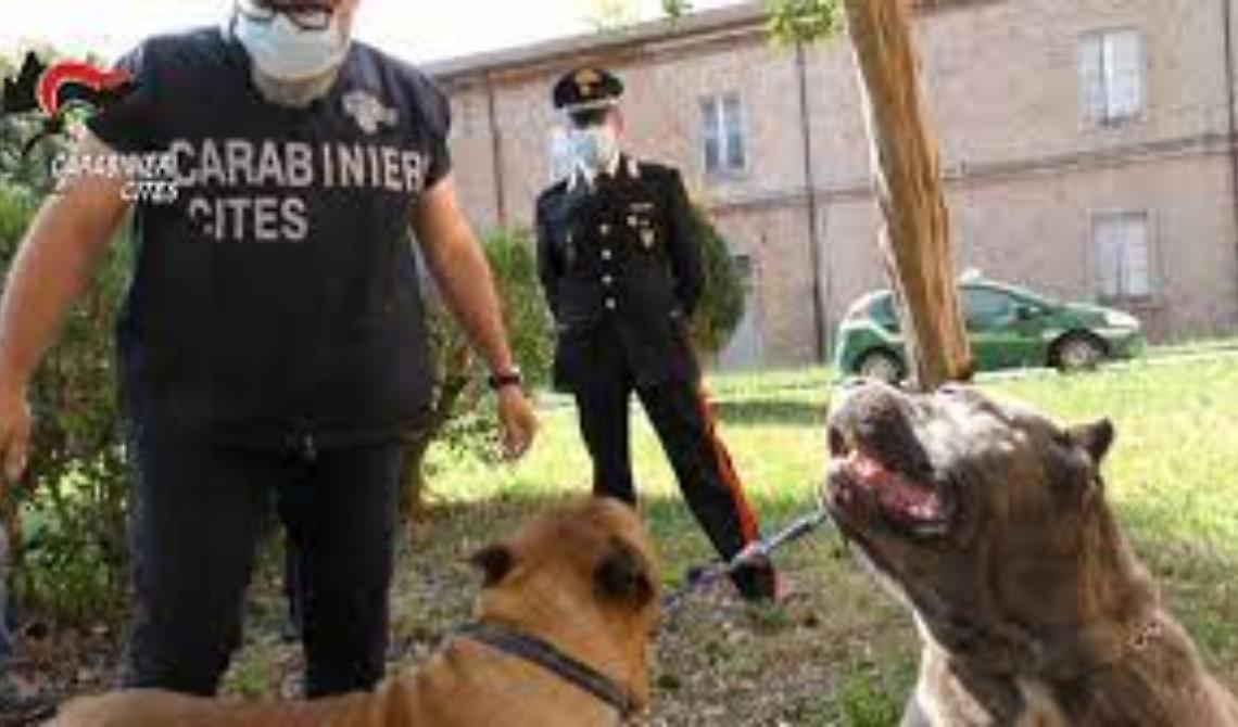 Amputazioni di cani e traffico illegale di cuccioli, nei guai allevatori e veterinari di Bari e Matera