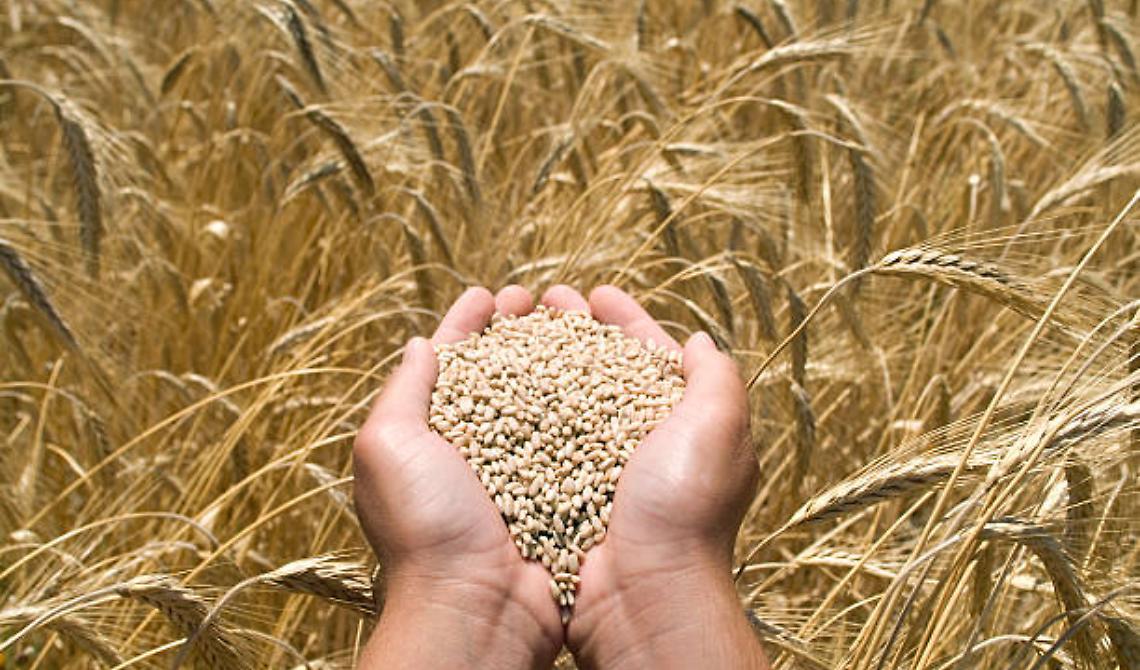 E' la raccolta di grano migliore dell'ultimo decennio, anche se alla Borsa Merci di Foggia e Bologna le quotazioni volano