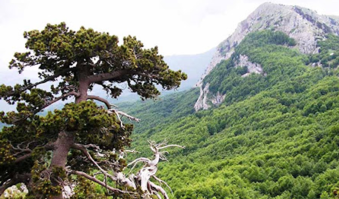  Unesco, Parco del Pollino: nella Faggeta vetusta esemplari di 620 anni 