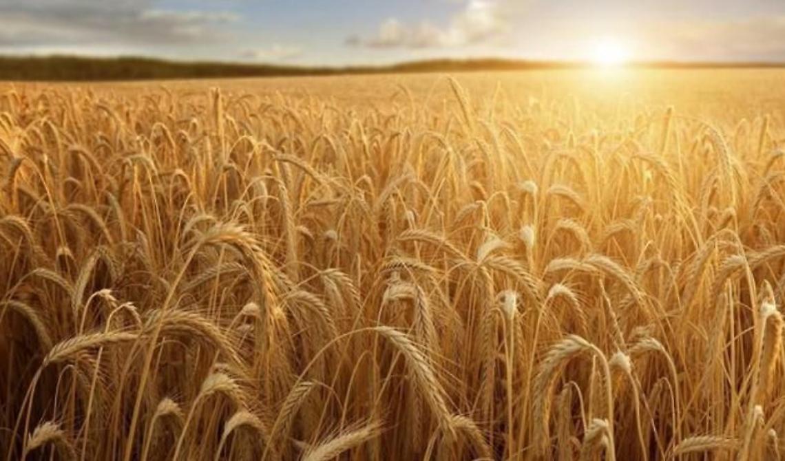 A Foggia, "Wall Street" del grano internazionale, il prezzo del duro arriva alle stelle