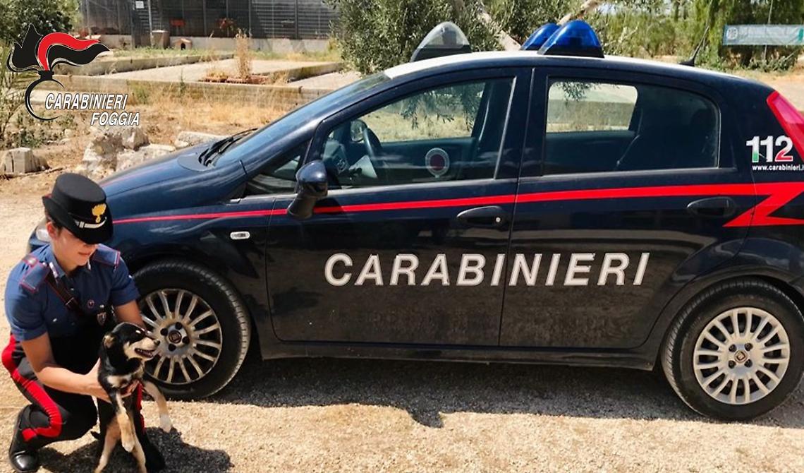 Legato ad un albero sotto il sole, senza cibo e acqua: i Carabinieri di Monte Sant'Angelo salvano il piccolo Argo affidando all'Enpa
