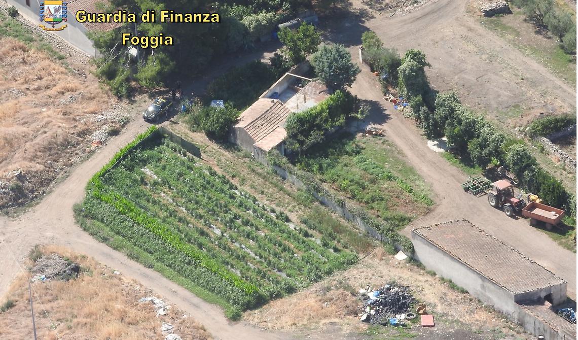 La GdF sequestra 478 piante di marijuana tra San Giovanni Rotondo e Rodi: avrebbero fruttato 500mila euro 