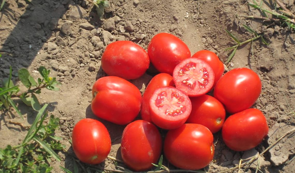 Pomodoro: Basilicata, Campania, Molise e Puglia chiedono a Patuanelli un tavolo di lavoro