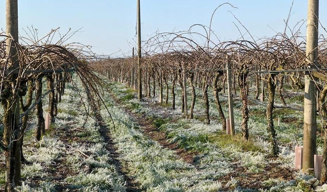 Agricoltura lucana: accolto lo stato di calamità per le gelate di aprile