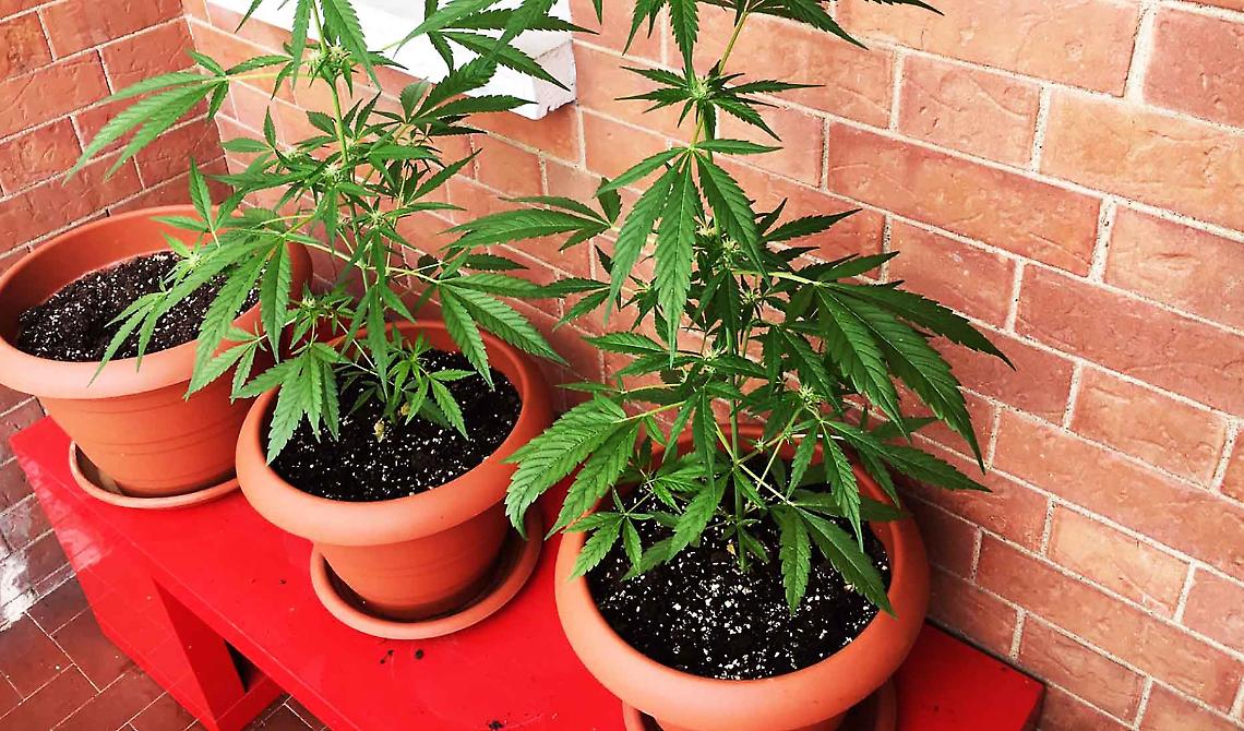 Commissione Giustizia della Camera: si apre alla mini coltivazione domestica di cannabis