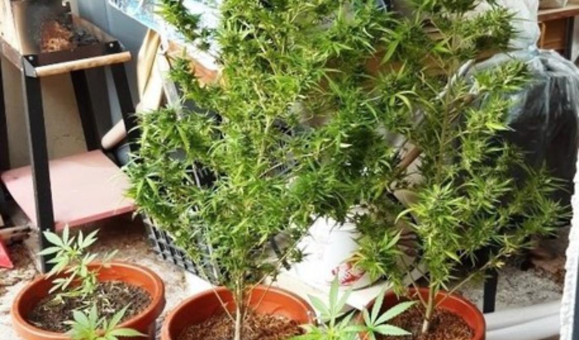 A Venosa la coltivazione di canapa indiana sul terrazzo. Piante fino a 130 cm. Arrestato 30enne