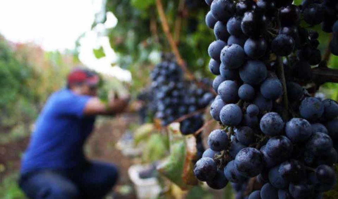 Tempo di vendemmia ed il vino made in Italy tocca il record storico di fatturato
