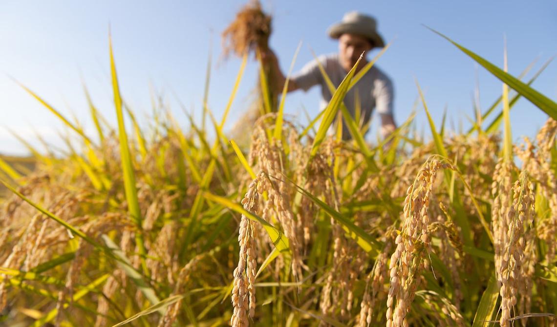 Legalità: a Matera arriva la ''Rete del Lavoro Agricolo di Qualità"