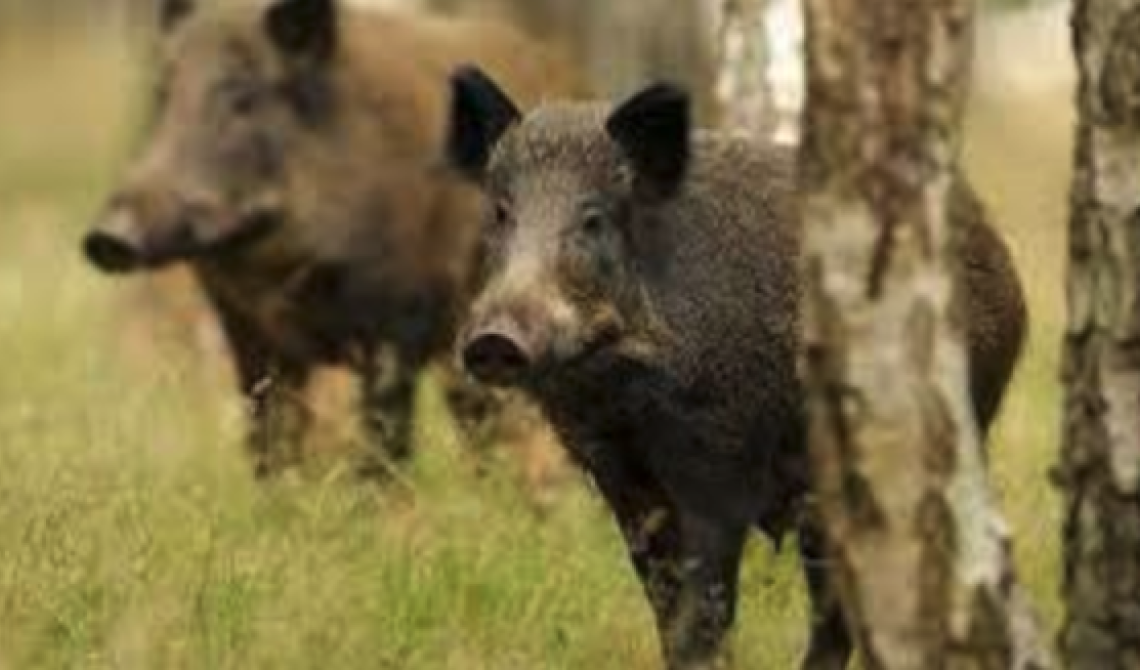 Abbattimento cinghiali: unica soluzione praticabile? 