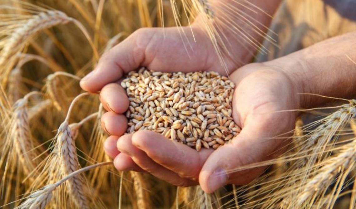 Con la crisi di Kiev, i prezzi del grano hanno raggiunto il massimo da 14 anni