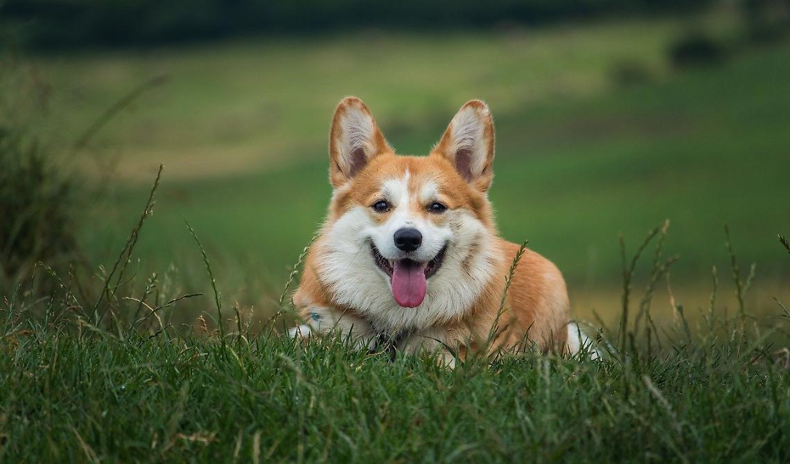 Sogni di prendere un cane? Tutto quello che devi sapere prima di adottarne uno